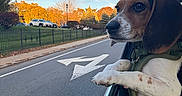 Buddy joined the competition — help win amazing prizes! dog, beagle, pet, animal, car, car_window, road, street, driving, outdoor, autumn, trees, park, fence, sidewalk, sky, clouds, harness, paws, portrait