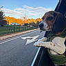 dog, beagle, pet, animal, car, car_window, road, street, driving, outdoor, autumn, trees, park, fence, sidewalk, sky, clouds, harness, paws, portrait