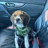 Buddy is registered to the contest to win money with this photo: dog, puppy, beagle, pet, animal, car, car_interior, passenger_seat, harness, seat_belt, leash, sitting, portrait, close_up, brown_and_white, floppy_ears, blue_eyes, vehicle, travel, cute