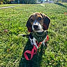 Buddy is registered to the contest to win money with this photo: beagle, dog, puppy, pet, animal, outdoors, grass, lawn, sunlight, harness, leash, red_leash, sitting, portrait, floppy_ears, tri_color, white_chest, black_fur, brown_fur, residential_neighborhood