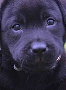 Oreo a rejoint le concours — aidez-le/la à gagner de superbes lots ! beagador, borador, cane_corso, canidae, carnivore, companion_dog, dog, dog_breed, labrador_retriever, mammal, nose, pointing_breed, puppy, retriever, snout, sporting_group