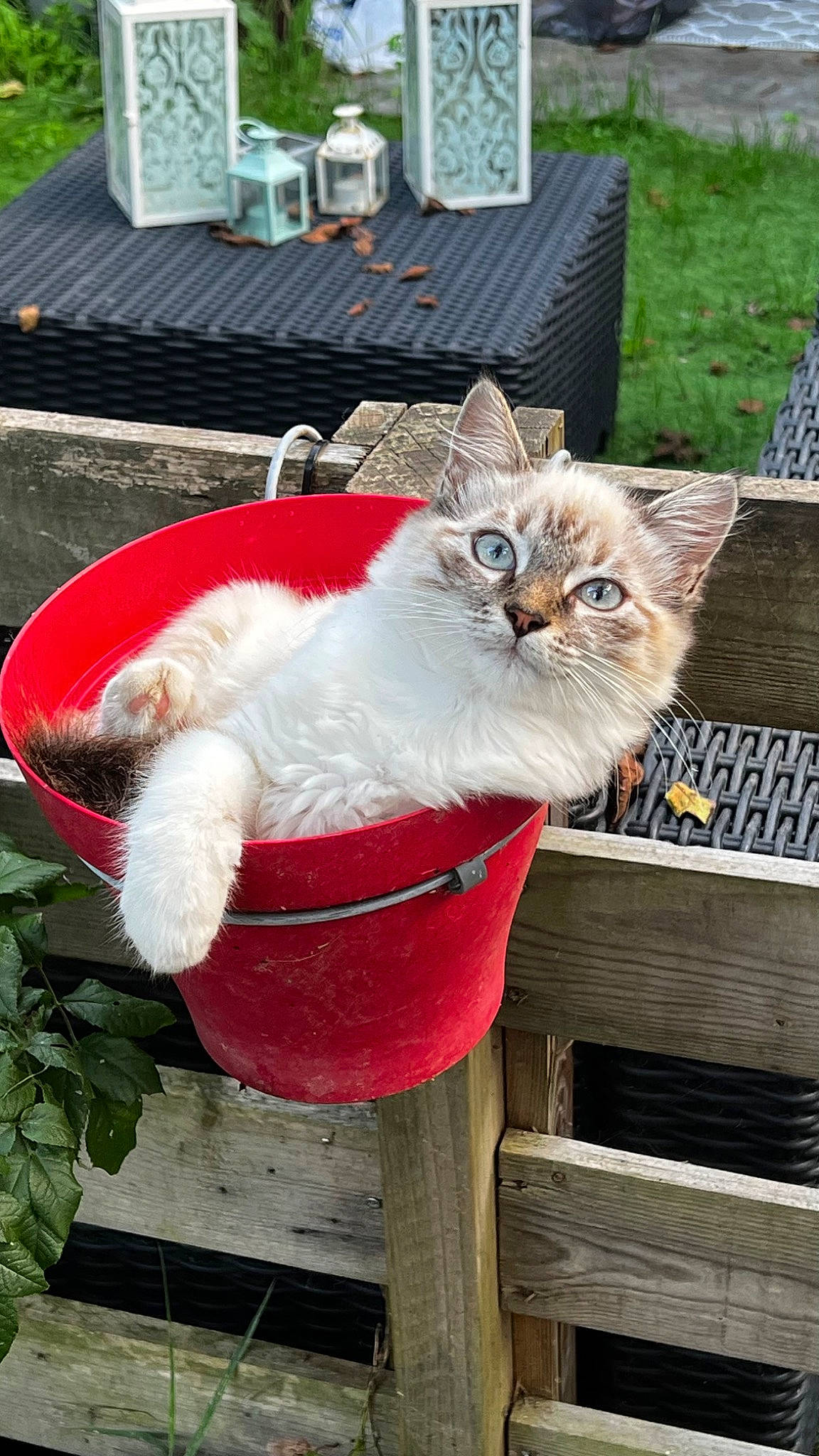 Choupette participe au concours pour gagner de l'argent avec cette photo : bench, carnivore, cat, chair, domestic_short_haired_cat, fawn, felidae, fur, grass, house, mammal, outdoor_furniture, plant, small_to_medium_sized_cats, snout, tail, tree, vertebrate, whiskers, wood