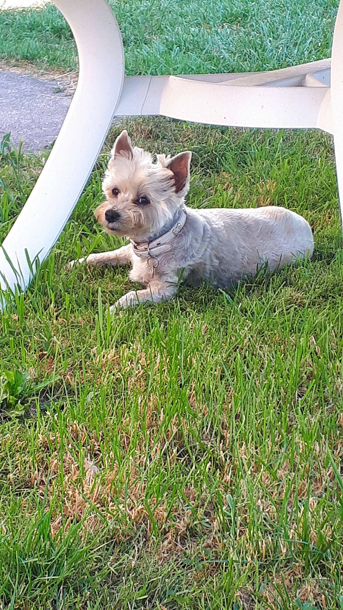Princesse participe au concours pour gagner de l'argent avec cette photo : cairn_terrier, canidae, carnivore, companion_dog, dog, dog_breed, glen_of_imaal_terrier, grass, lawn, mammal, norwich_terrier, puppy, rare_breed_dog, sporting_group, sporting_lucas_terrier, vertebrate, west_highland_white_terrier, yorkshire_terrier