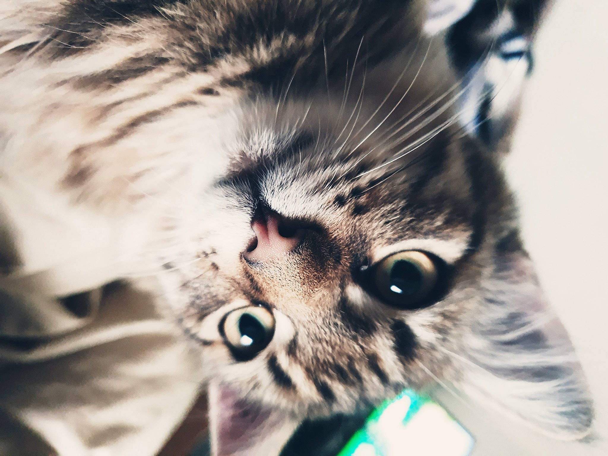 Malteser a rejoint le concours — aidez-le/la à gagner de superbes lots ! american_shorthair, american_wirehair, asian, carnivore, cat, close_up, domestic_short_haired_cat, ear, european_shorthair, eye, felidae, fur, kitten, nose, organ, small_to_medium_sized_cats, snapshot, snout, tabby_cat, whiskers