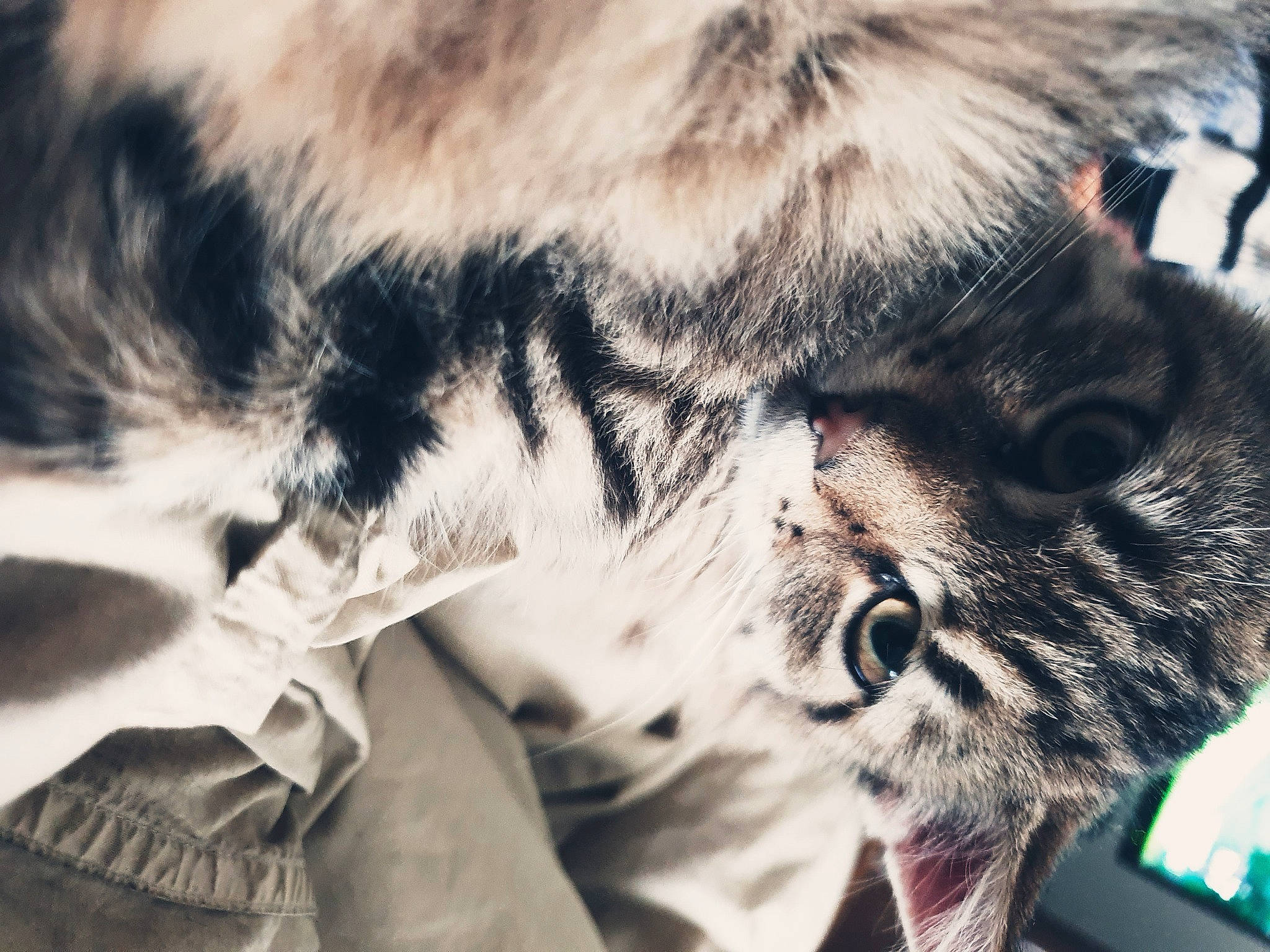 Malteser participe au concours pour gagner de l'argent avec cette photo : american_shorthair, carnivore, cat, close_up, felidae, fur, kitten, nose, skin, small_to_medium_sized_cats, snout, tabby_cat, textile, whiskers