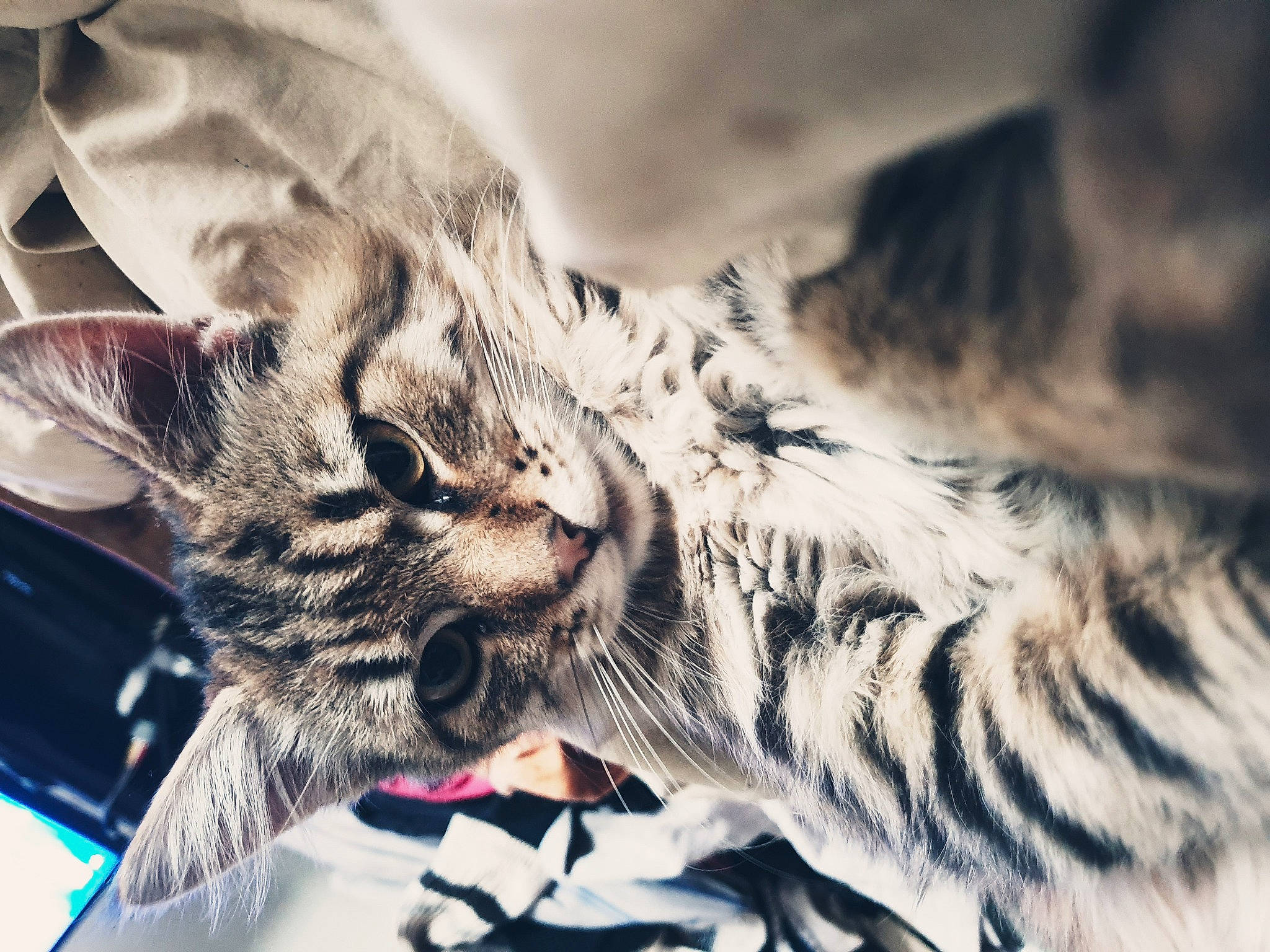 Malteser participe au concours pour gagner de l'argent avec cette photo : american_shorthair, asian, carnivore, cat, cloud, domestic_short_haired_cat, dragon_li, ear, european_shorthair, eye, felidae, fur, kitten, nose, pixie_bob, sky, small_to_medium_sized_cats, tabby_cat, toyger, whiskers