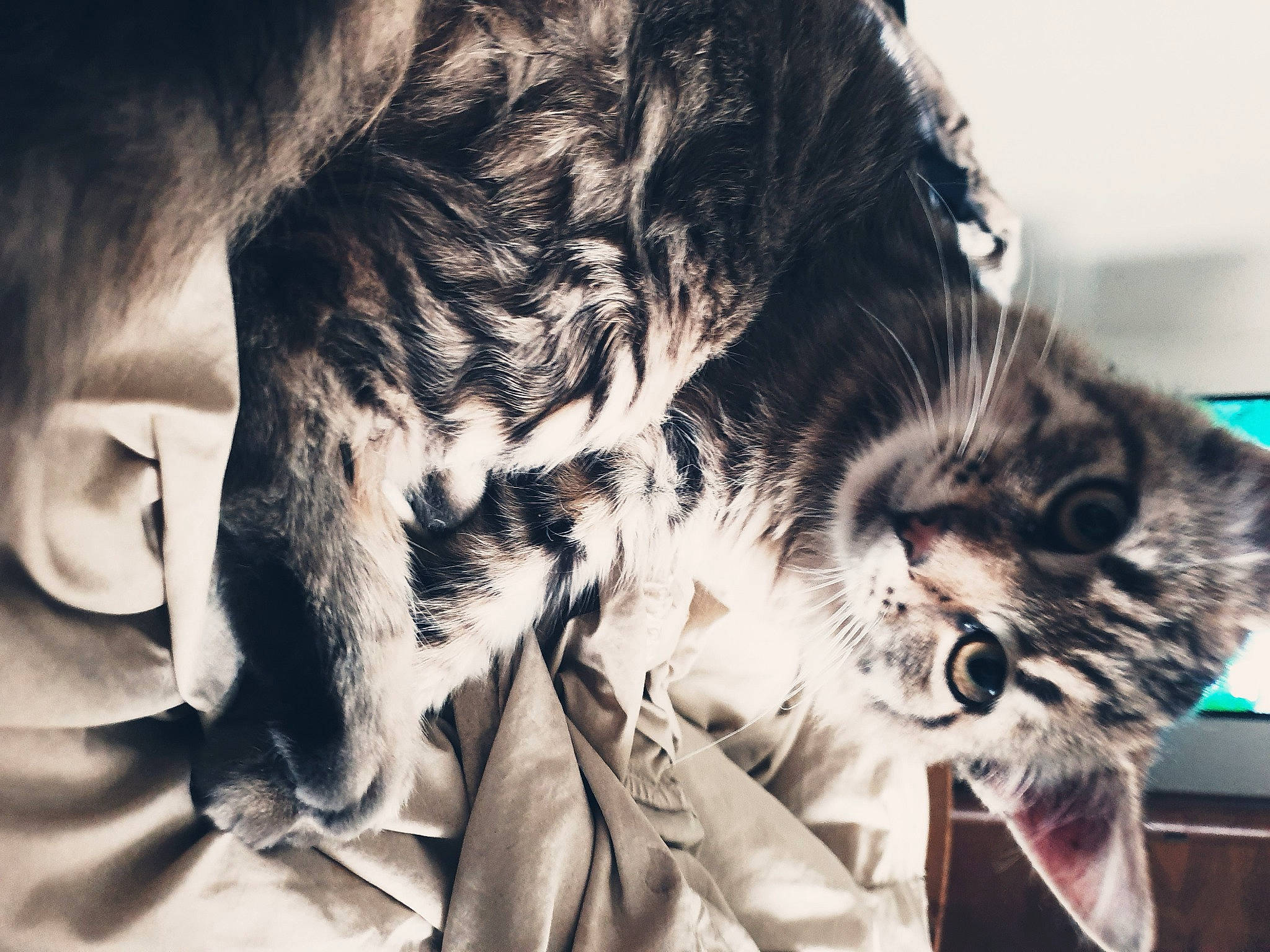 Malteser participe au concours pour gagner de l'argent avec cette photo : american_shorthair, asian, carnivore, cat, domestic_short_haired_cat, ear, european_shorthair, eye, felidae, fur, kitten, pixie_bob, small_to_medium_sized_cats, snout, tabby_cat, whiskers