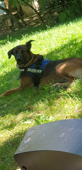 Skittles participe au concours pour gagner de l'argent avec cette photo : canidae, carnivore, dog, dog_breed, fawn, grass, hunting_dog, mammal, patterdale_terrier, potcake_dog, sporting_group, working_dog