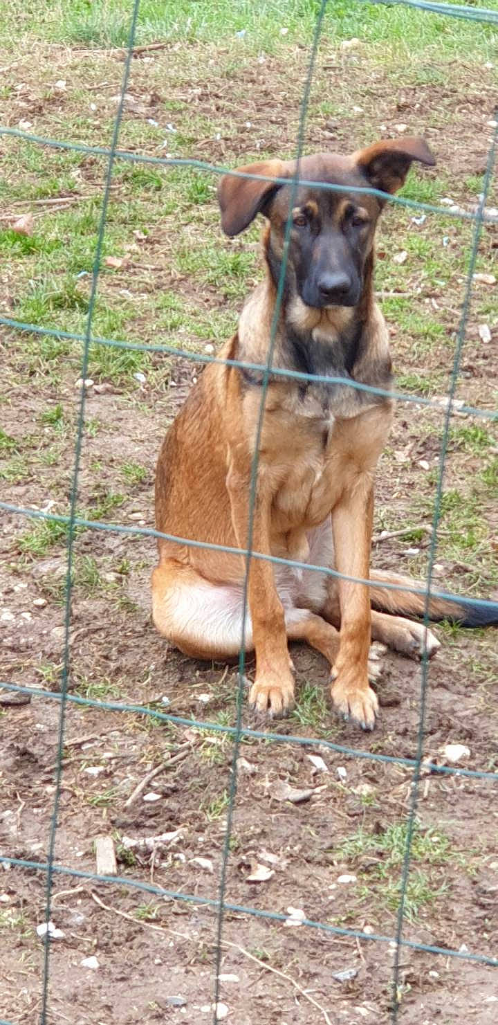 Skittles a rejoint le concours — aidez-le/la à gagner de superbes lots ! bavarian_mountain_hound, black_mouth_cur, canidae, carnivore, dog, dog_breed, fawn, hunting_dog, mammal, mountain_cur, snout, vertebrate