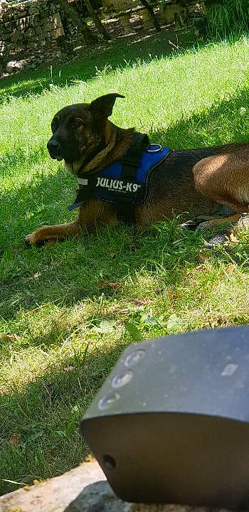 Skittles participe au concours pour gagner de l'argent avec cette photo : boxer, canidae, carnivore, companion_dog, dog, dog_breed, fawn, grass, guard_dog, lawn, plant, rare_breed_dog, sporting_group, tail, working_dog