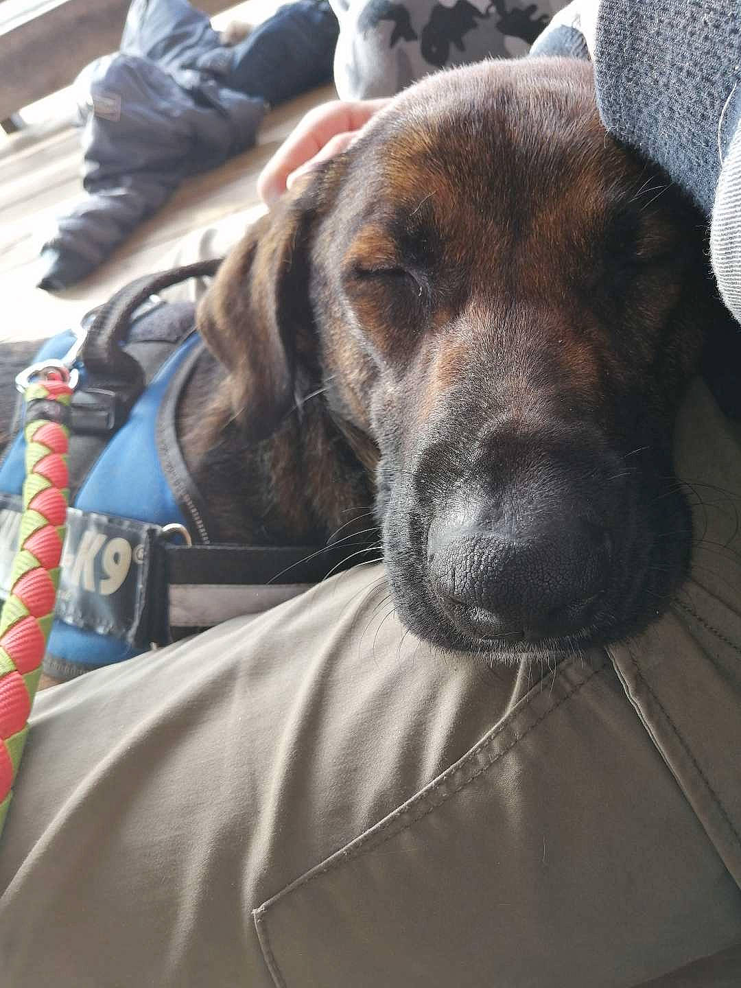 Skittles participe au concours pour gagner de l'argent avec cette photo : bavarian_mountain_hound, boerboel, canidae, carnivore, dog, dog_breed, fawn, fila_brasileiro, hanover_hound, mammal, plott_hound, snout, sporting_group