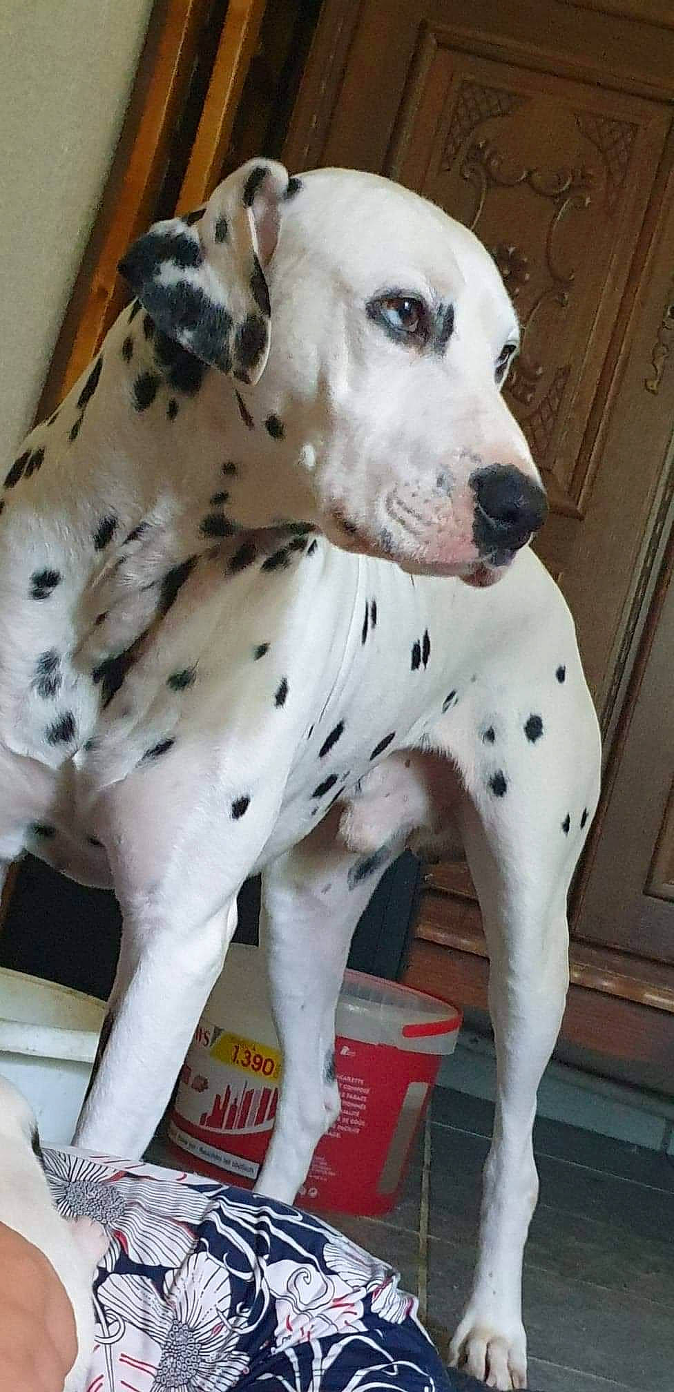 Jethro a rejoint le concours — aidez-le/la à gagner de superbes lots ! canidae, carnivore, companion_dog, dalmatian, dog, dog_breed, fawn, mammal, non_sporting_group, snout, sporting_group, vertebrate