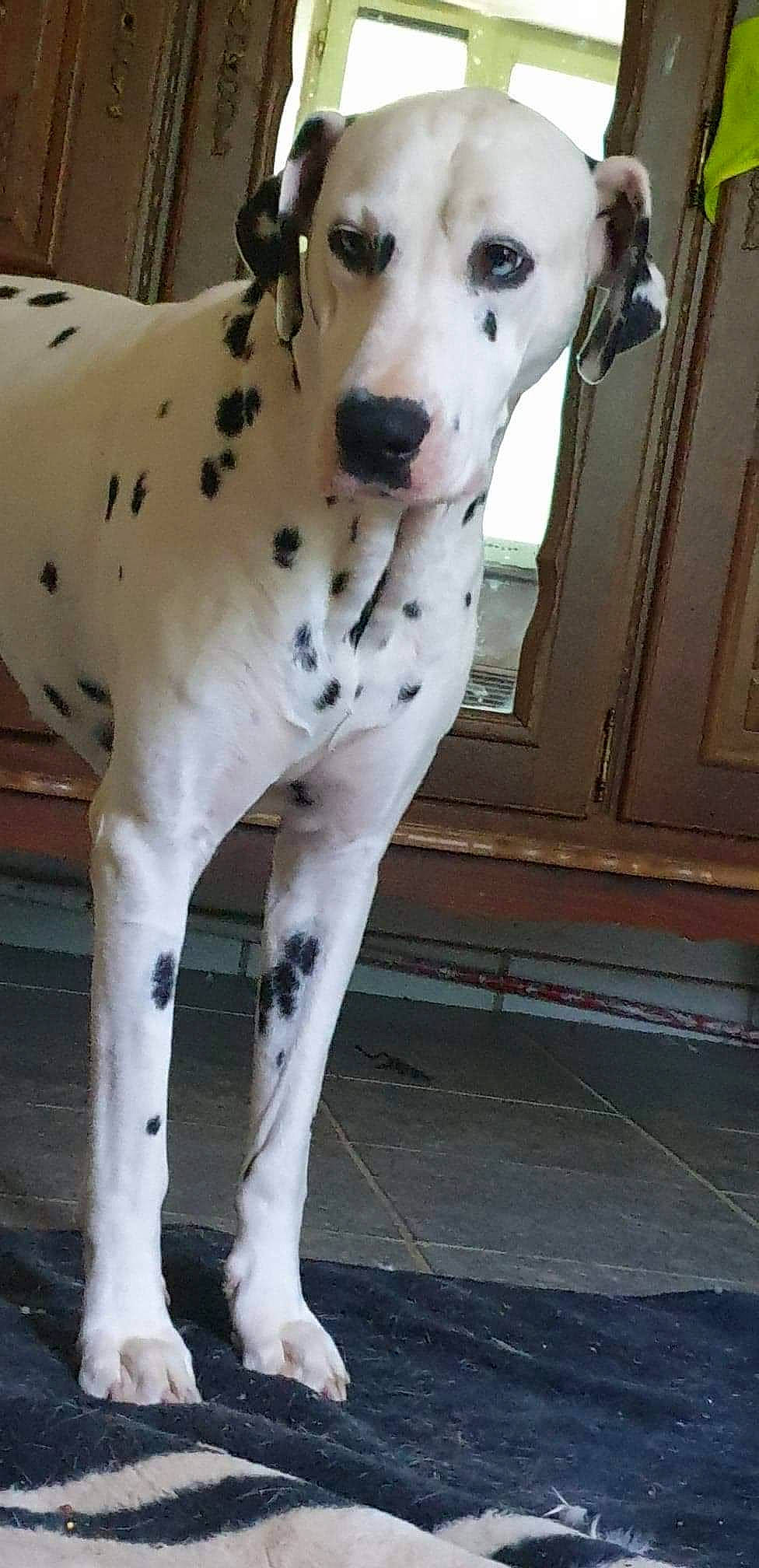 Jethro a rejoint le concours — aidez-le/la à gagner de superbes lots ! canidae, carnivore, dalmatian, dog, dog_breed, fawn, great_dane, mammal, non_sporting_group, snout, sporting_group, vertebrate