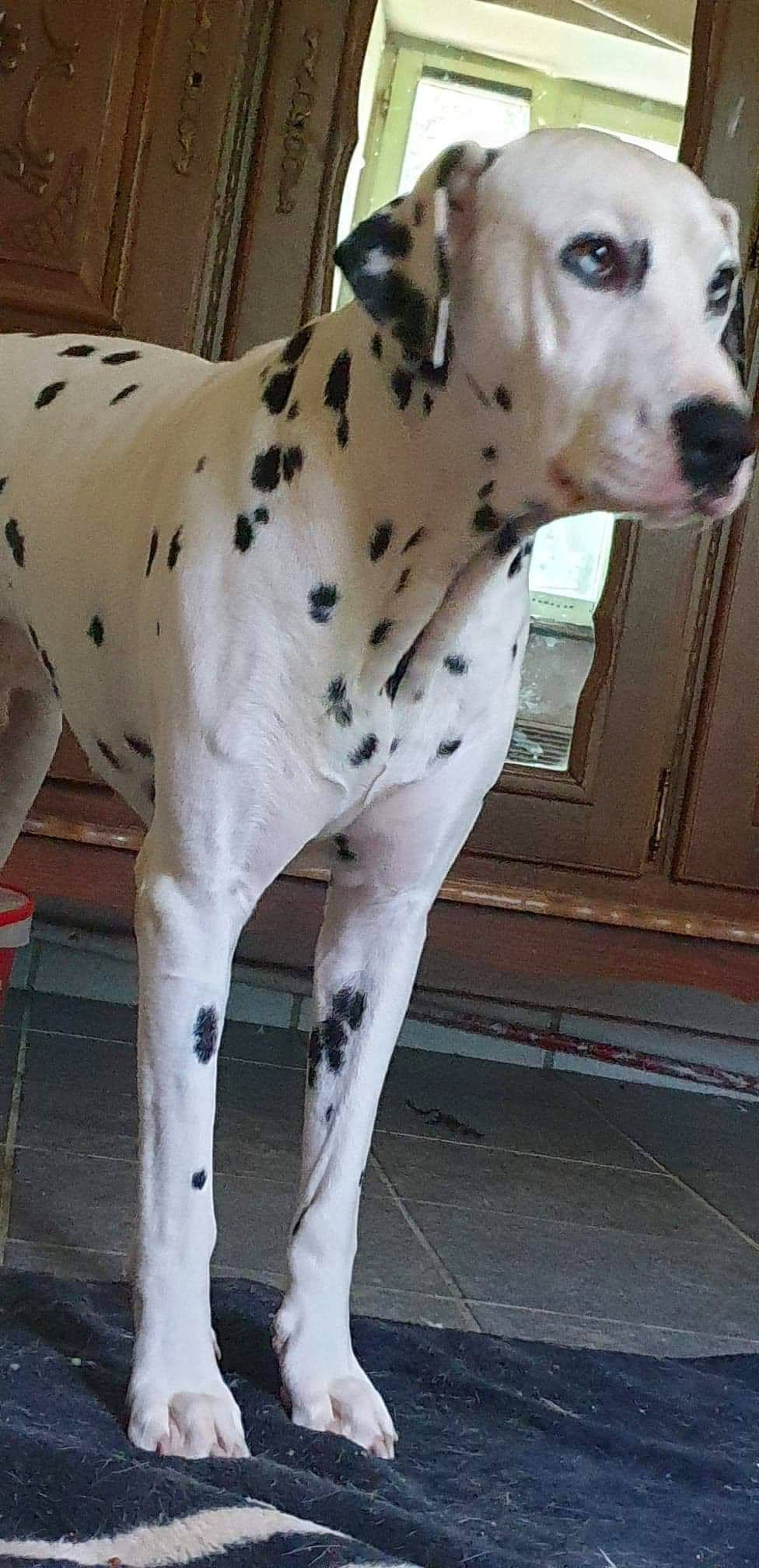 Jethro participe au concours pour gagner de l'argent avec cette photo : canidae, carnivore, dalmatian, dog, dog_breed, fawn, great_dane, mammal, non_sporting_group, snout, sporting_group, vertebrate