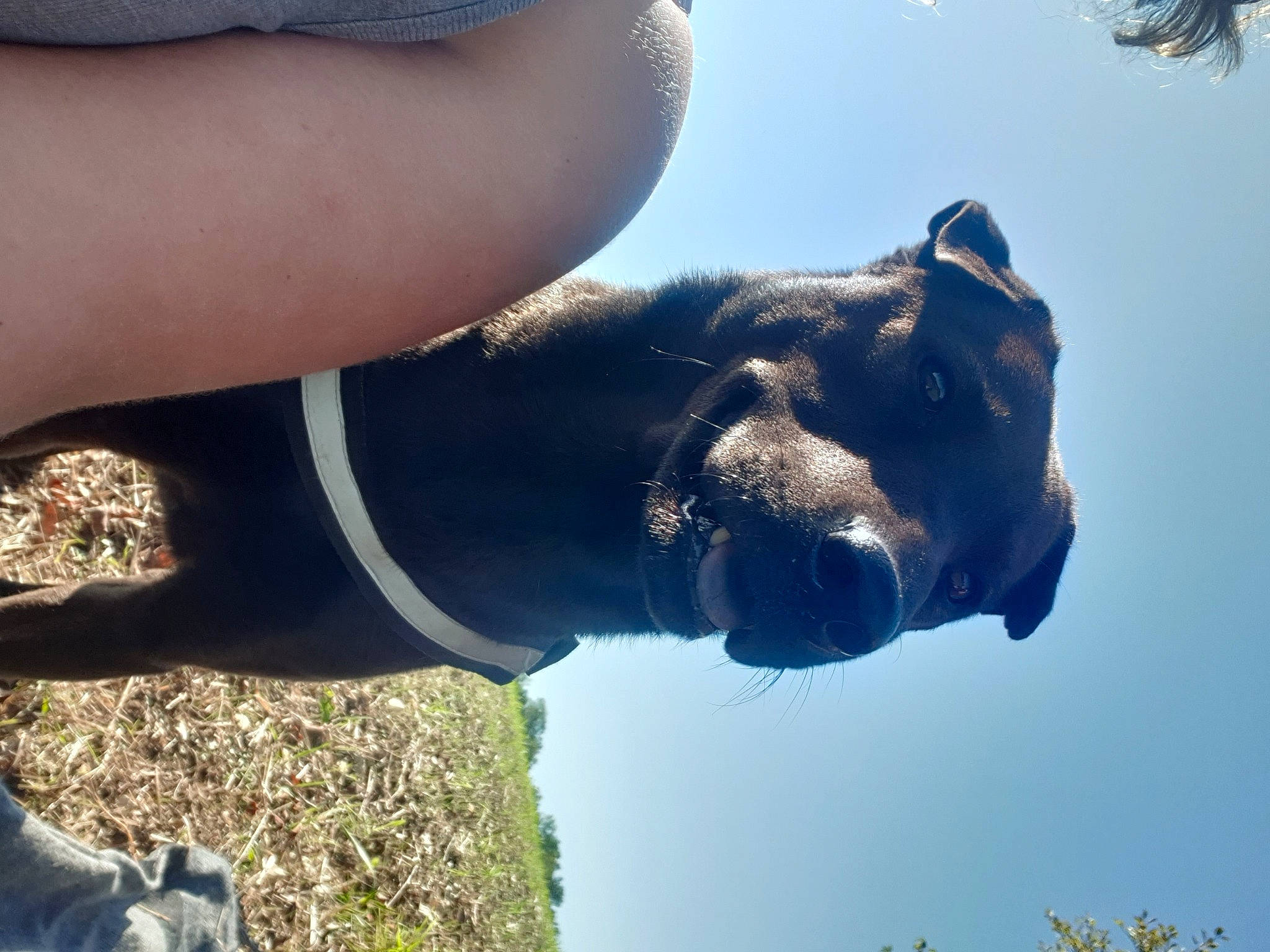 Smarties a rejoint le concours — aidez-le/la à gagner de superbes lots ! american_pit_bull_terrier, american_staffordshire_terrier, cane_corso, canidae, carnivore, cloud, dog, dog_breed, ear, guard_dog, hand, non_sporting_group, patterdale_terrier, sky, snout, sporting_group, staffordshire_bull_terrier