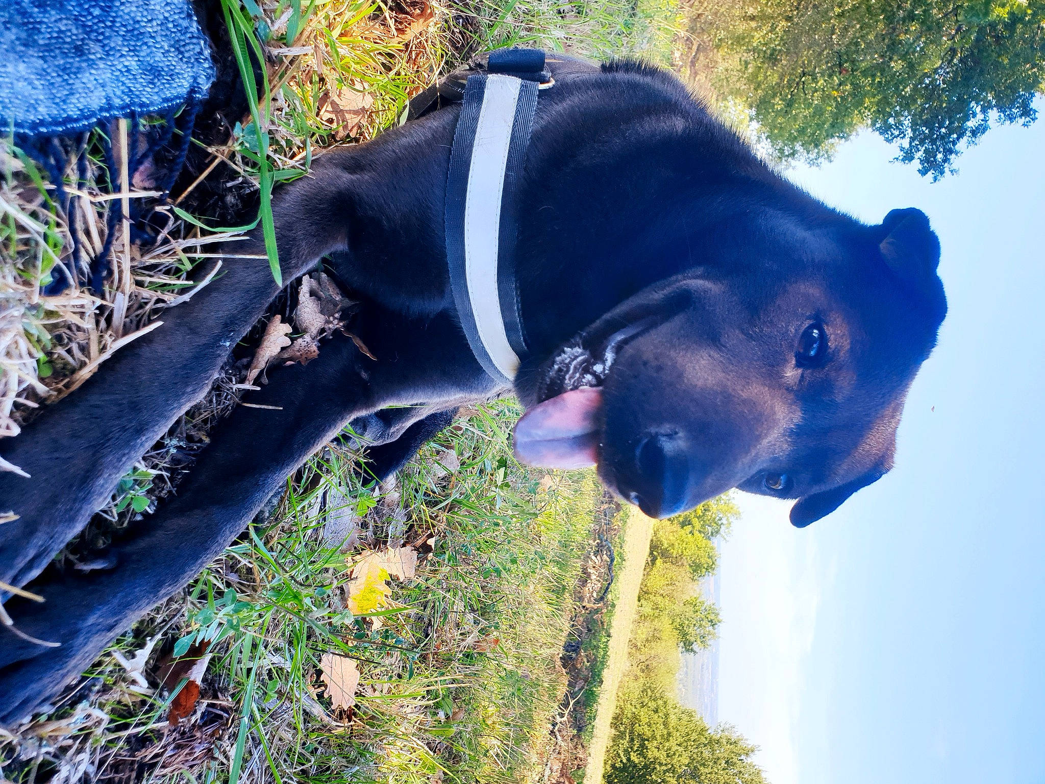 Smarties a rejoint le concours — aidez-le/la à gagner de superbes lots ! american_pit_bull_terrier, american_staffordshire_terrier, cane_corso, canidae, carnivore, dog, dog_breed, grass, guard_dog, non_sporting_group, snout, sporting_group, staffordshire_bull_terrier