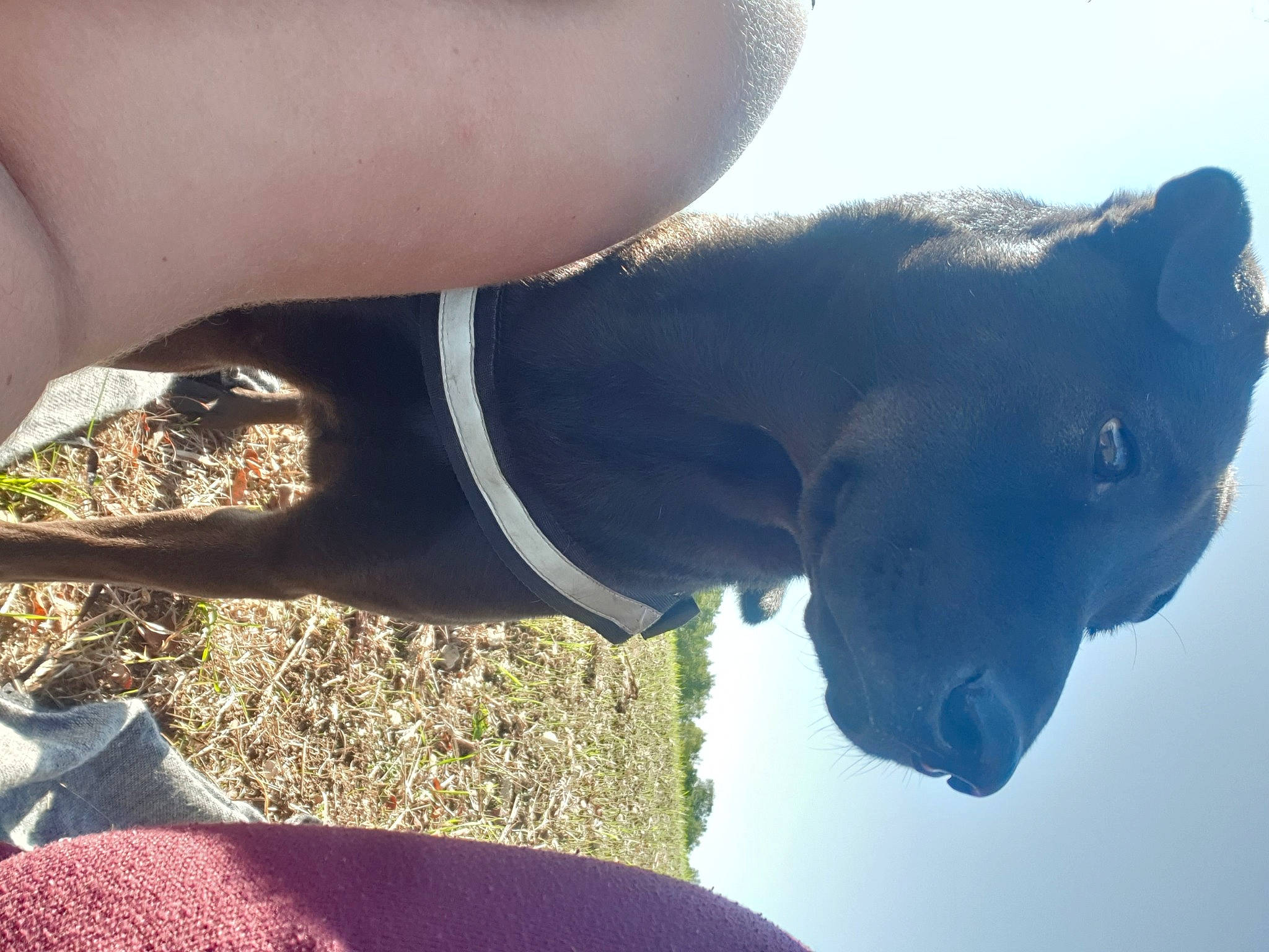 Smarties a rejoint le concours — aidez-le/la à gagner de superbes lots ! arm, canidae, ear, foot, guard_dog, hand, human_leg, leg, shoe, sporting_group, thigh