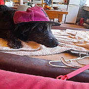 Nino a rejoint le concours — aidez-le/la à gagner de superbes lots ! dog, black_dog, scruffy_dog, pet, animal, wearing_hat, pink_hat, cap, lying_down, resting, towel, indoor, kitchen, dining_area, table, chair, refrigerator, dishwasher, household, funny