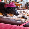 dog, black_dog, scruffy_dog, pet, animal, wearing_hat, pink_hat, cap, lying_down, resting, towel, indoor, kitchen, dining_area, table, chair, refrigerator, dishwasher, household, funny
