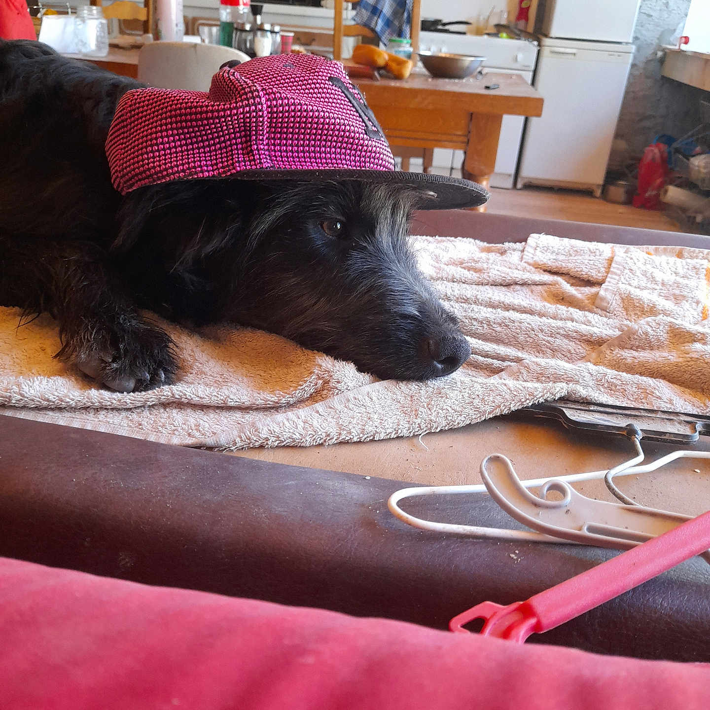Nino a rejoint le concours — aidez-le/la à gagner de superbes lots ! dog, black_dog, scruffy_dog, pet, animal, wearing_hat, pink_hat, cap, lying_down, resting, towel, indoor, kitchen, dining_area, table, chair, refrigerator, dishwasher, household, funny