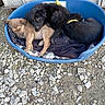 Nino participe au concours pour gagner de l'argent avec cette photo : puppies, dogs, sleeping, pet_bed, blue_basin, black_puppy, tan_puppy, fur, animals, litter, outdoors, rocky_ground, blanket, resting, cuddling, cute, companions, animal_portrait, daylight, playful