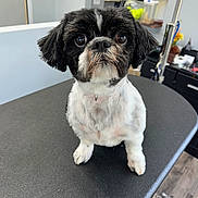 Spikes joined the competition — help win amazing prizes! dog, pet, grooming_table, small_dog, black_and_white, indoor, fur, animal, cute, shaved, looking_up, floor, furniture, collar, ears, face, eyes, nose, mouth, waiting