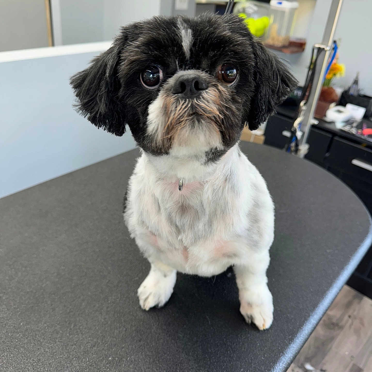 Spikes joined the competition — help win amazing prizes! animal, black_and_white, collar, cute, dog, ears, eyes, face, floor, fur, furniture, grooming_table, indoor, looking_up, mouth, nose, pet, shaved, small_dog, waiting