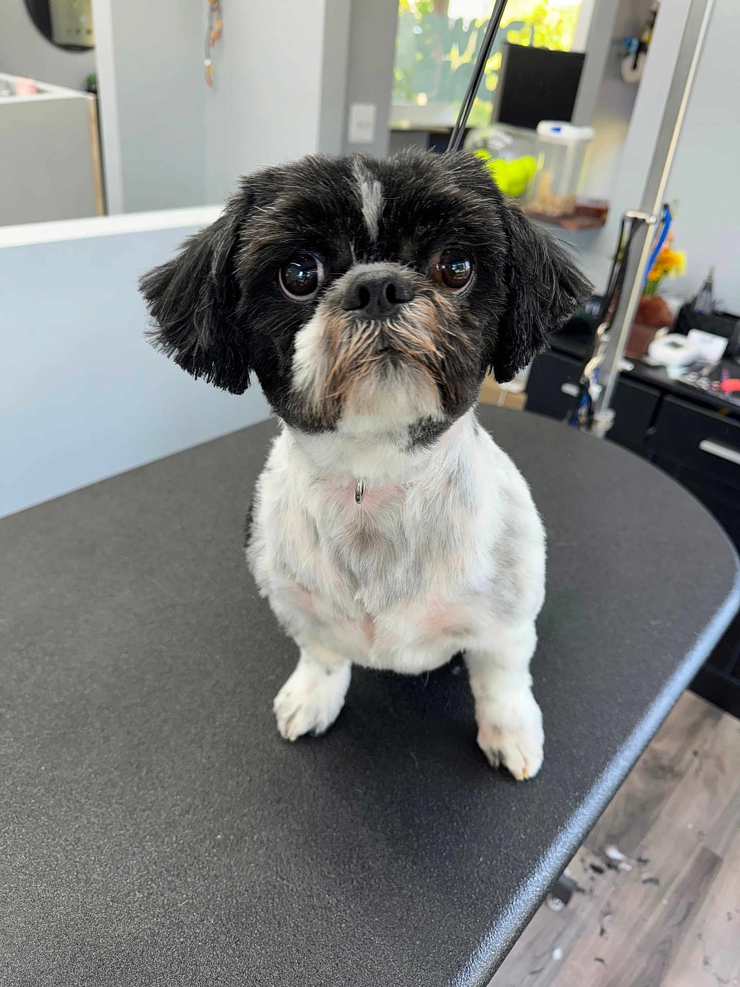 Spikes joined the competition — help win amazing prizes! dog, pet, grooming_table, small_dog, black_and_white, indoor, fur, animal, cute, shaved, looking_up, floor, furniture, collar, ears, face, eyes, nose, mouth, waiting