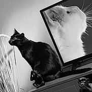 Pacha a rejoint le concours — aidez-le/la à gagner de superbes lots ! animal, artistic, black_and_white, black_cat, cabinet, curious, decor, feline, glass_candle_holder, home_interior, houseplant, indoor, monkey_figurine, pet, plant, still_life, table, television, whiskers, white_cat