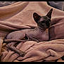 Nudacris is registered to the contest to win money with this photo: animal, beige, blanket, cat, close_up, comfort, cozy, cute, domestic_cat, ears, feline, furless, hairless_cat, indoor, pet, relaxed, resting, soft_texture, sphynx_cat, wrinkled_skin