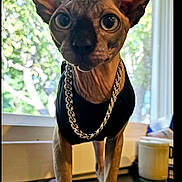 Nudacris joined the competition — help win amazing prizes! animal, black_clothing, cat, chain_necklace, closeup, curious, daylight, domestic_cat, ears_up, four_legs, furless_cat, greenery, houseplant_background, indoor, looking_at_camera, pet, sphynx_cat, table, whiskers, window