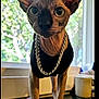 animal, black_clothing, cat, chain_necklace, closeup, curious, daylight, domestic_cat, ears_up, four_legs, furless_cat, greenery, houseplant_background, indoor, looking_at_camera, pet, sphynx_cat, table, whiskers, window