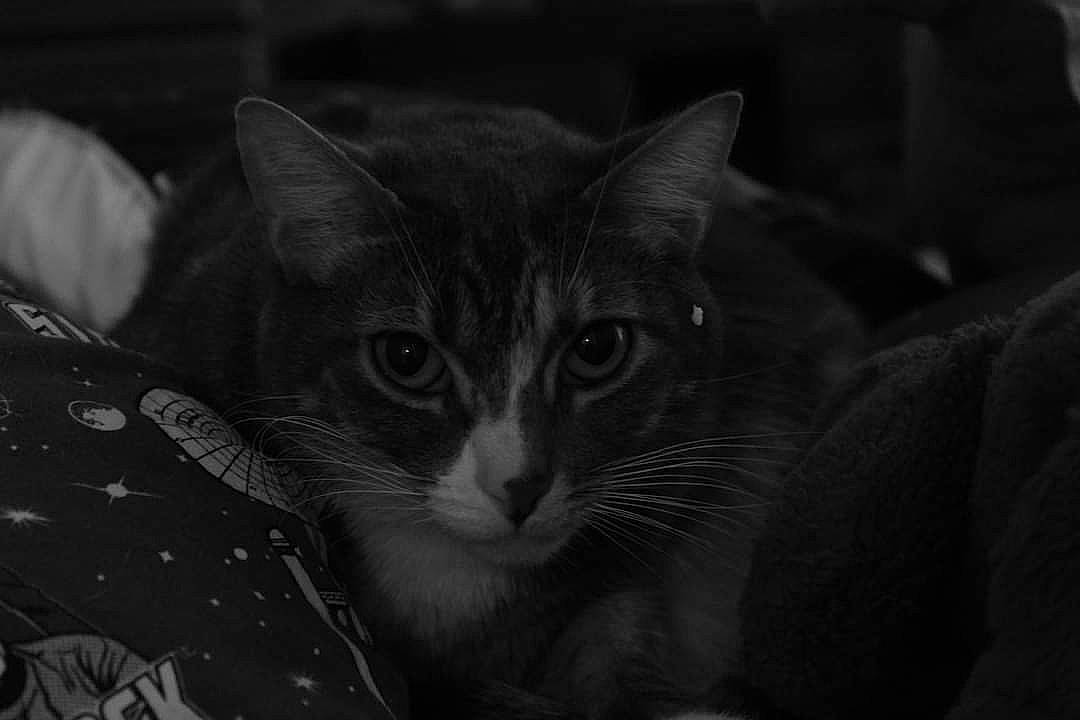 Xina is registered to the contest to win money with this photo: black_and_white, carnivore, cat, comfort, curious, darkness, domestic_short_haired_cat, ear, felidae, fur, grey, monochrome, monochrome_photography, night, small_to_medium_sized_cats, snout, whiskers
