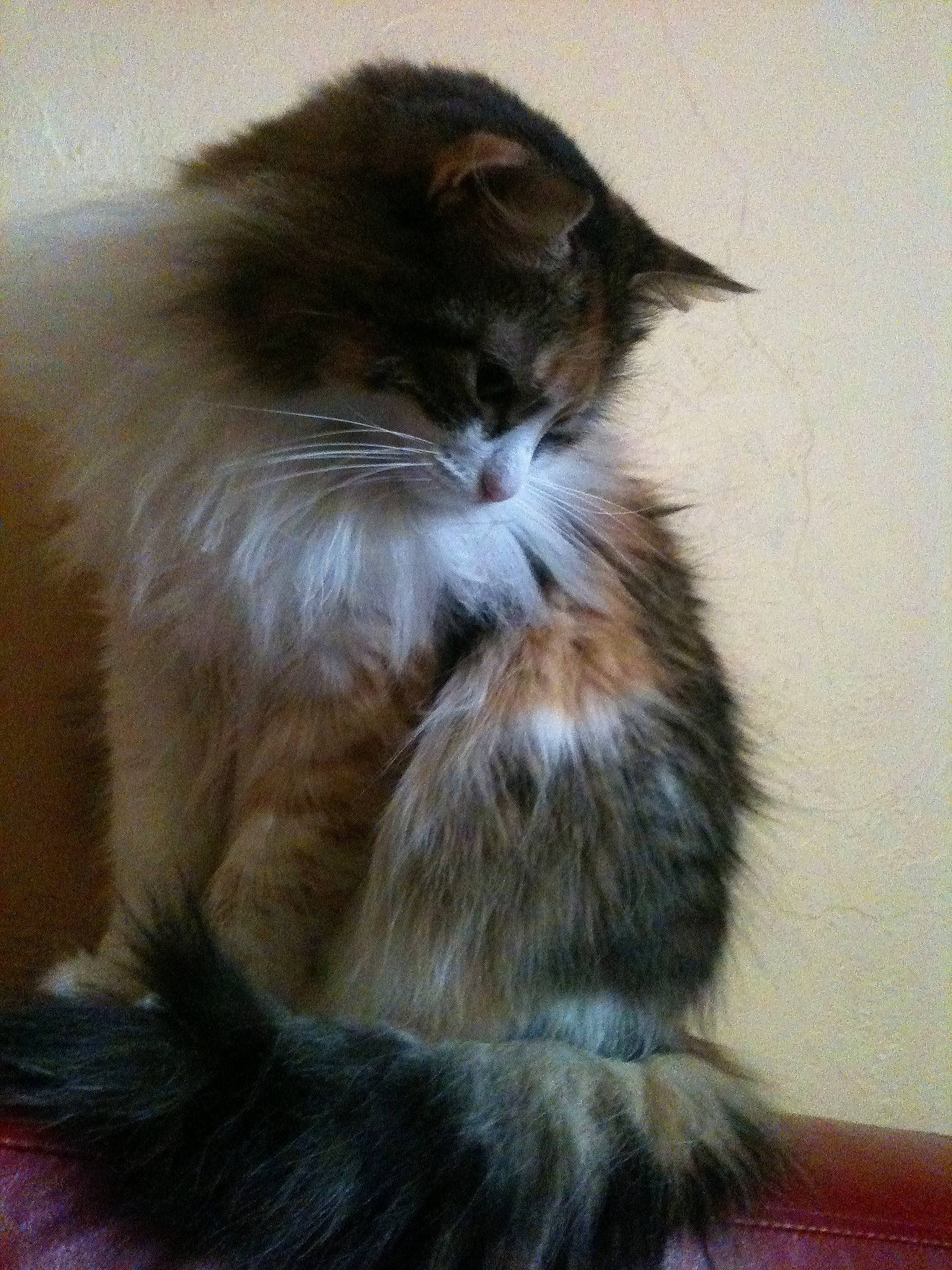 Mac participe au concours pour gagner de l'argent avec cette photo : british_longhair, carnivore, cat, fawn, felidae, fur, maine_coon, persian, small_to_medium_sized_cats, snout, tail, terrestrial_animal, whiskers