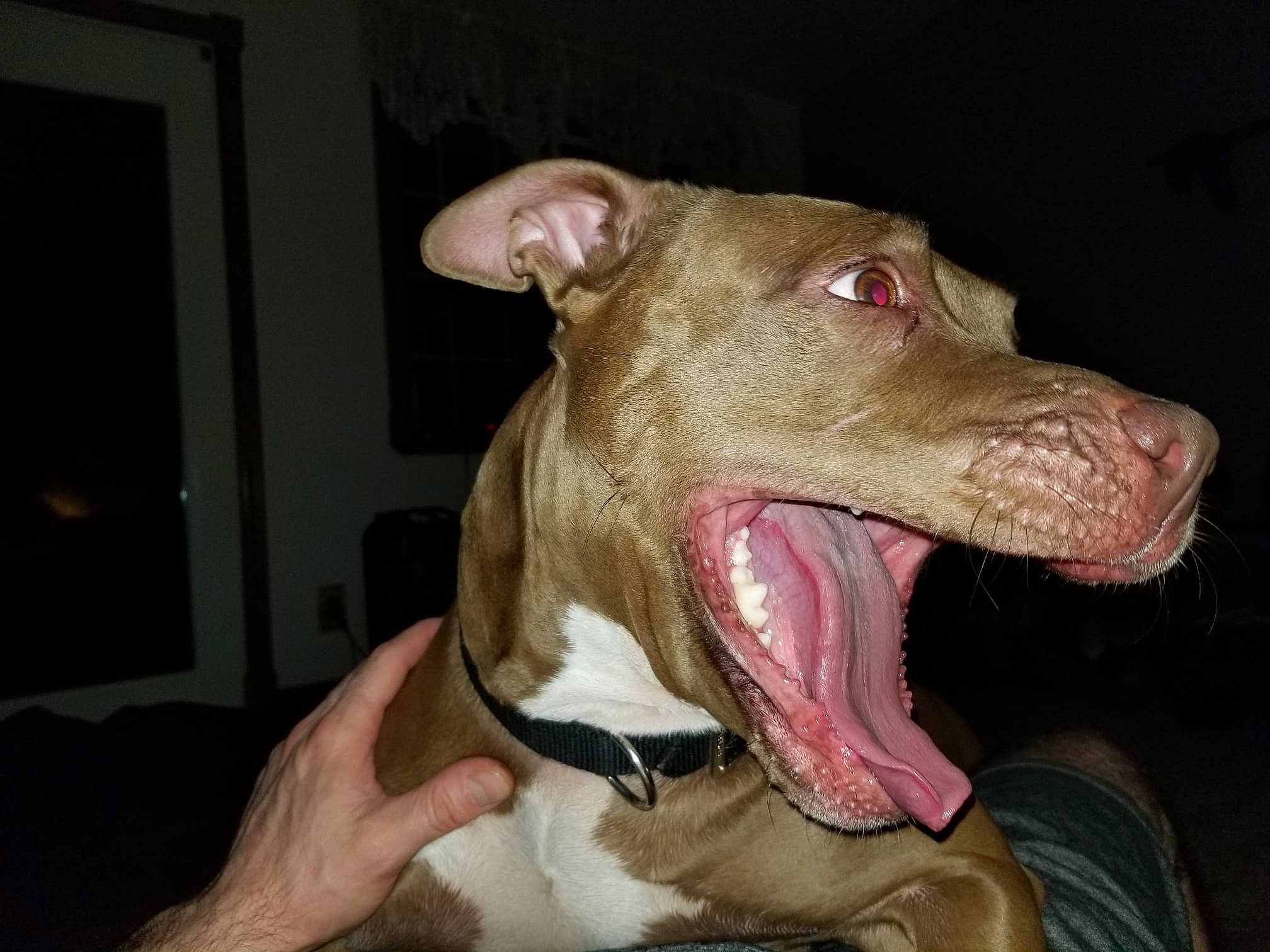 Aura is registered to the contest to win money with this photo: canidae, carnivore, collar, companion_dog, dog, dog_breed, dog_collar, dog_supply, ear, fang, fawn, fur, jaw, leash, liver, snout, sporting_group, whiskers, working_animal, yawn