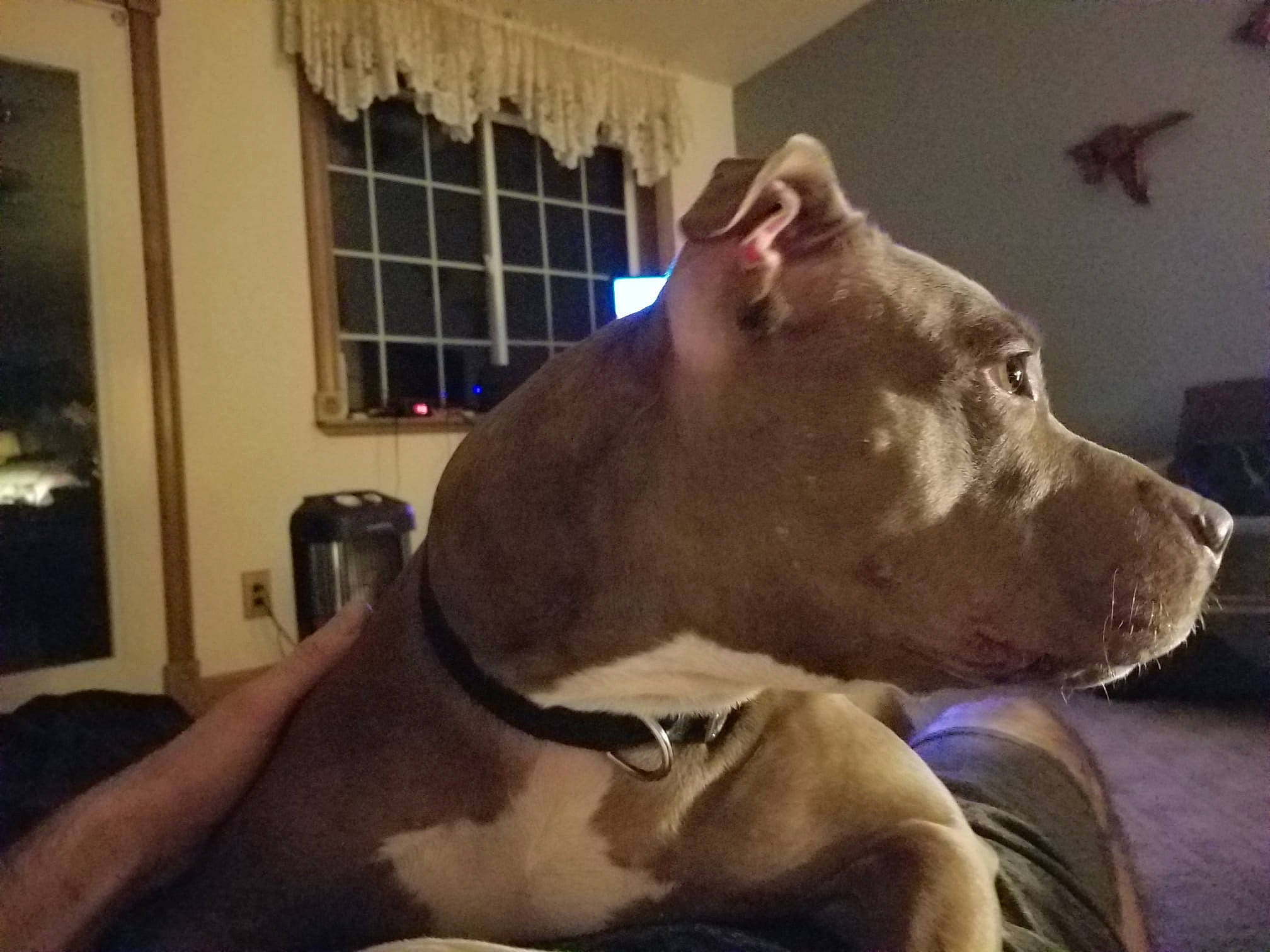 Aura is registered to the contest to win money with this photo: ancient_dog_breeds, carnivore, collar, companion_dog, dog, dog_breed, dog_collar, dogo_argentino, ear, fawn, fur, guard_dog, non_sporting_group, pit_bull, snout, whiskers, window, working_animal, working_dog, wrinkle