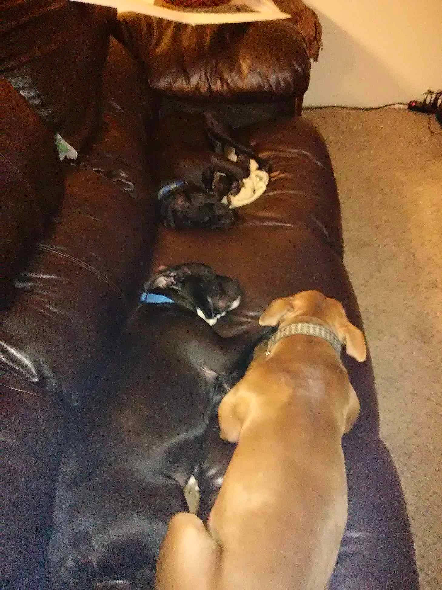 Aura joined the competition — help win amazing prizes! brown, canidae, carnivore, comfort, companion_dog, couch, dog, dog_breed, duvet, fawn, flooring, fur, hardwood, house, liver, sporting_group, studio_couch, tail, wood, working_animal