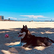 Doja is registered to the contest to win money with this photo: dog, beach, sand, sunlight, shadow, blue_sky, ball, cityscape, outdoor, pet, canine, relaxing, summer, daytime, animal, tongue_out, playing, nature, vacation, leisure
