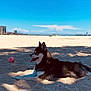 animal, ball, beach, blue_sky, canine, cityscape, daytime, dog, leisure, nature, outdoor, pet, playing, relaxing, sand, shadow, summer, sunlight, tongue_out, vacation