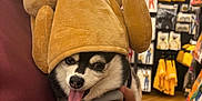 Doja joined the competition — help win amazing prizes! dog, puppy, pet, costume, hat, plush, turkey_hat, tongue_out, person, hand, store, shelves, packaging, floor, indoor, smiling, cute, animal, black_and_white, funny