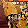 animal, black_and_white, costume, cute, dog, floor, funny, hand, hat, indoor, packaging, person, pet, plush, puppy, shelves, smiling, store, tongue_out, turkey_hat