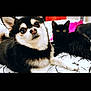 Doja is registered to the contest to win money with this photo: dog, cat, bed, indoor, black_and_white_dog, black_cat, pet, animal, fur, cute, lying_down, close_up, eyes, domestic_animal, cozy, resting, looking_at_camera, companion, soft_light, furniture