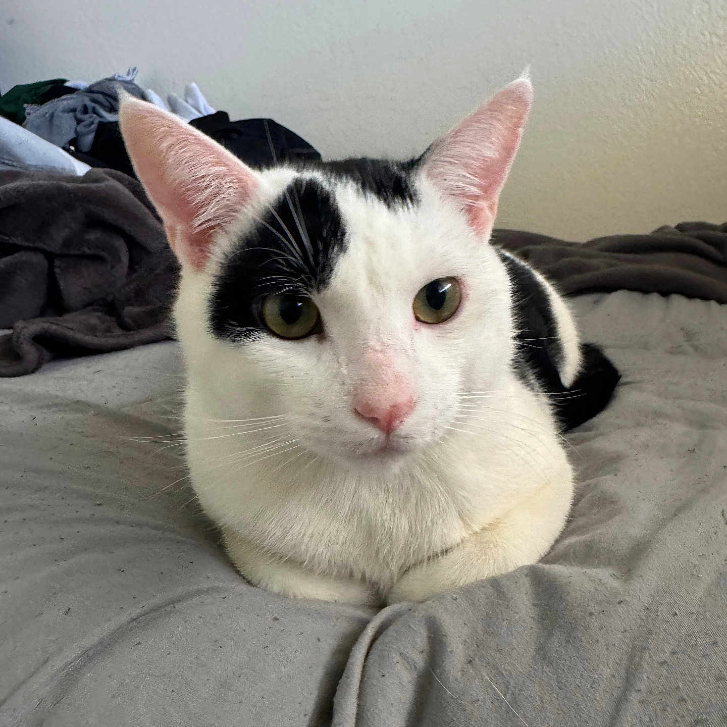 Oreo is registered to the contest to win money with this photo: abyssinian, angora, animal, bed, bedroom, blanket, cat, couch, cushion, furniture, homedecor, indoors, kitten, manx, person, pet, quilt, room, siamese, white