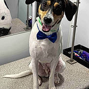 Soup is registered to the contest to win money with this photo: dog, bow_tie, happy, smiling, grooming_table, mirror, black_and_white, pet, indoor, sitting, tongue_out, ears, tail, animal, cute, companion, friendly, canine, fur, portrait