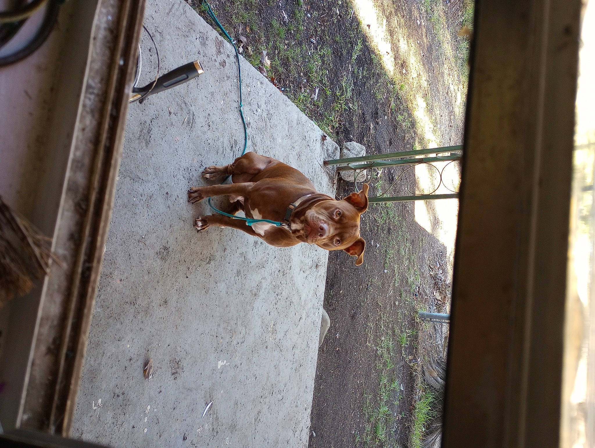 Turner joined the competition — help win amazing prizes! brown, canidae, carnivore, companion_dog, dog, dog_breed, dog_supply, door, fawn, leash, liver, metal, non_sporting_group, pet_supply, shadow, snout, street, tail, wood, working_animal