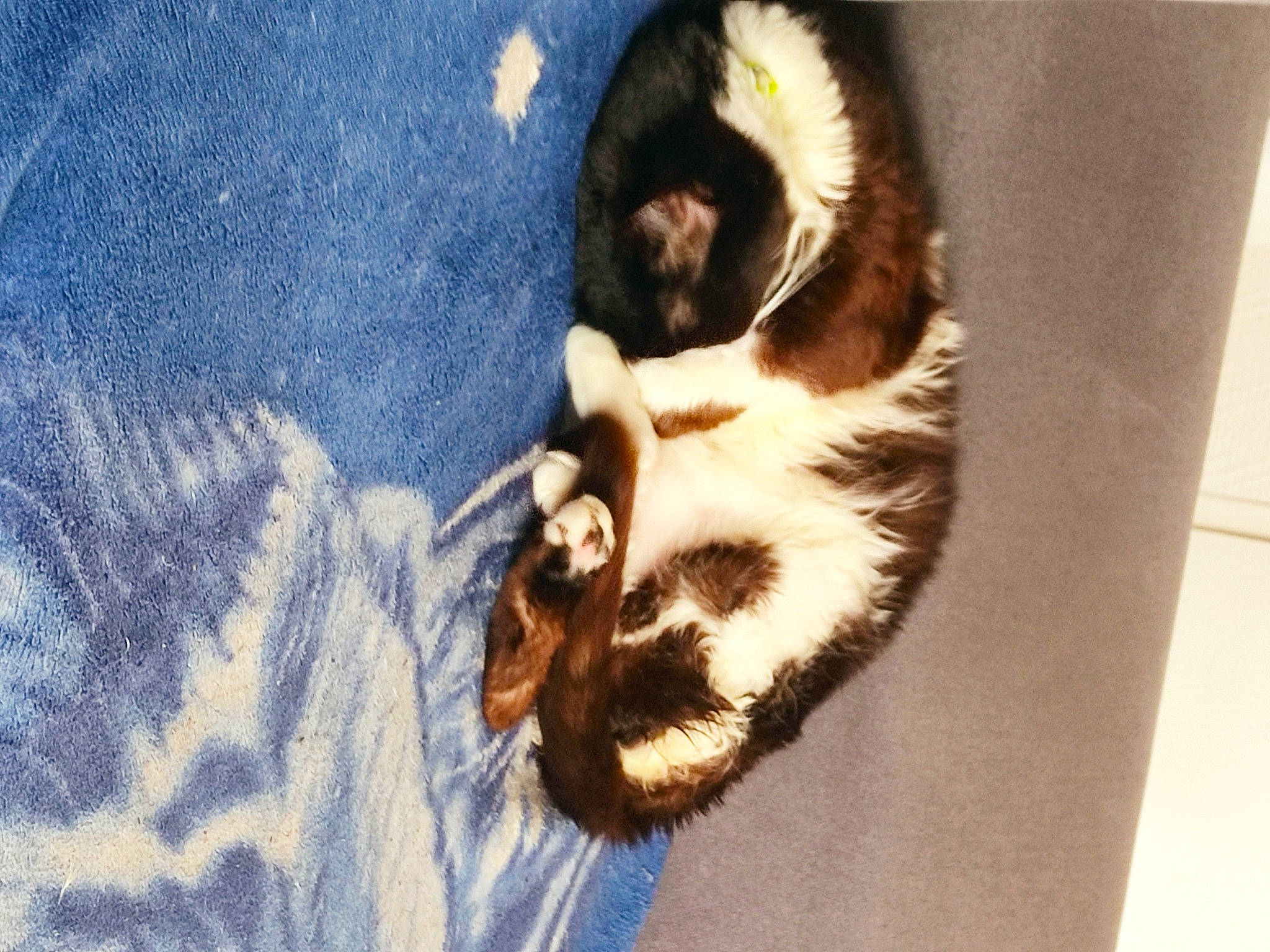 Mickey a rejoint le concours — aidez-le/la à gagner de superbes lots ! canidae, carnivore, cat, claw, companion_dog, dog_breed, domestic_short_haired_cat, electric_blue, felidae, flooring, fur, human_leg, paw, shadow, small_to_medium_sized_cats, snout, sporting_group, tail, whiskers, wood