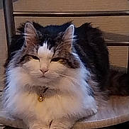 Tokyo a rejoint le concours — aidez-le/la à gagner de superbes lots ! animal, bell, cat, chair, collar, cute, domestic, ears, feline, fluffy, fur, indoor, paws, pet, portrait, relaxed, resting, sitting, whiskers, wood