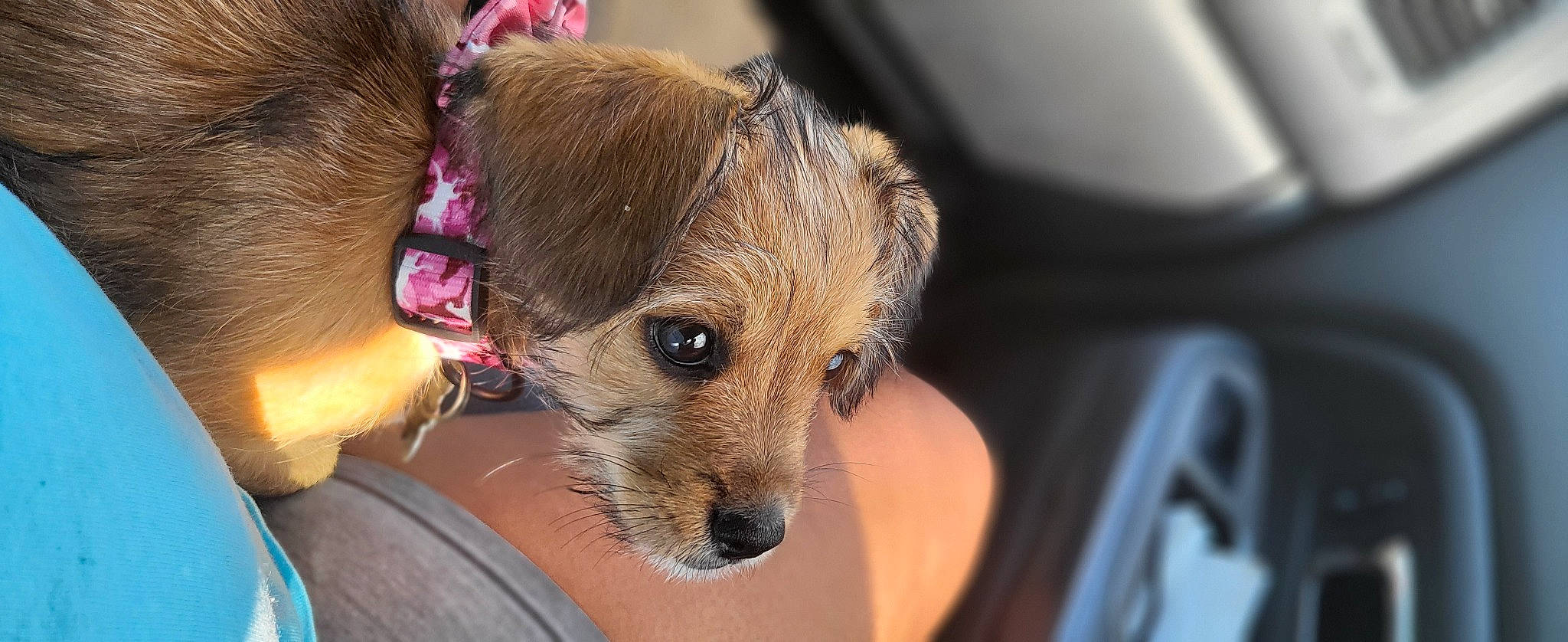 Nova is registered to the contest to win money with this photo: canidae, carnivore, collar, companion_dog, dog, dog_breed, dog_clothes, dog_supply, ear, fawn, fur, small_terrier, snout, sporting_group, terrier, toy_dog, vehicle_door, whiskers, working_animal, yorkshire_terrier