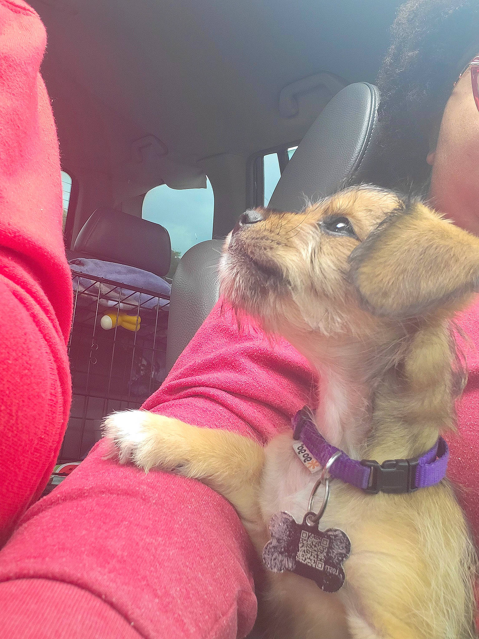 Nova is registered to the contest to win money with this photo: car, car_seat, car_seat_cover, carnivore, collar, comfort, companion_dog, dog, dog_breed, dog_collar, eyewear, fawn, fur, head_restraint, seat_belt, snout, sporting_group, steering_wheel, vehicle_door, working_animal
