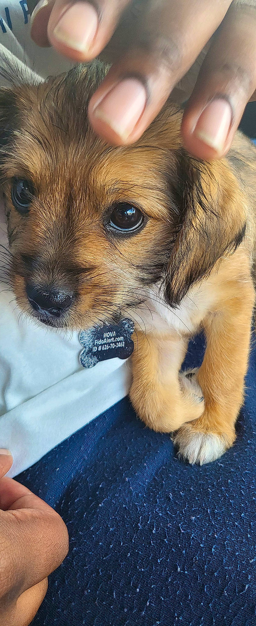 Nova joined the competition — help win amazing prizes! canidae, carnivore, companion_dog, dog, dog_breed, fawn, fur, paw, puppy, puppy_love, small_terrier, snout, sporting_group, street_dog, terrestrial_animal, terrier, toy_dog, whiskers, working_animal